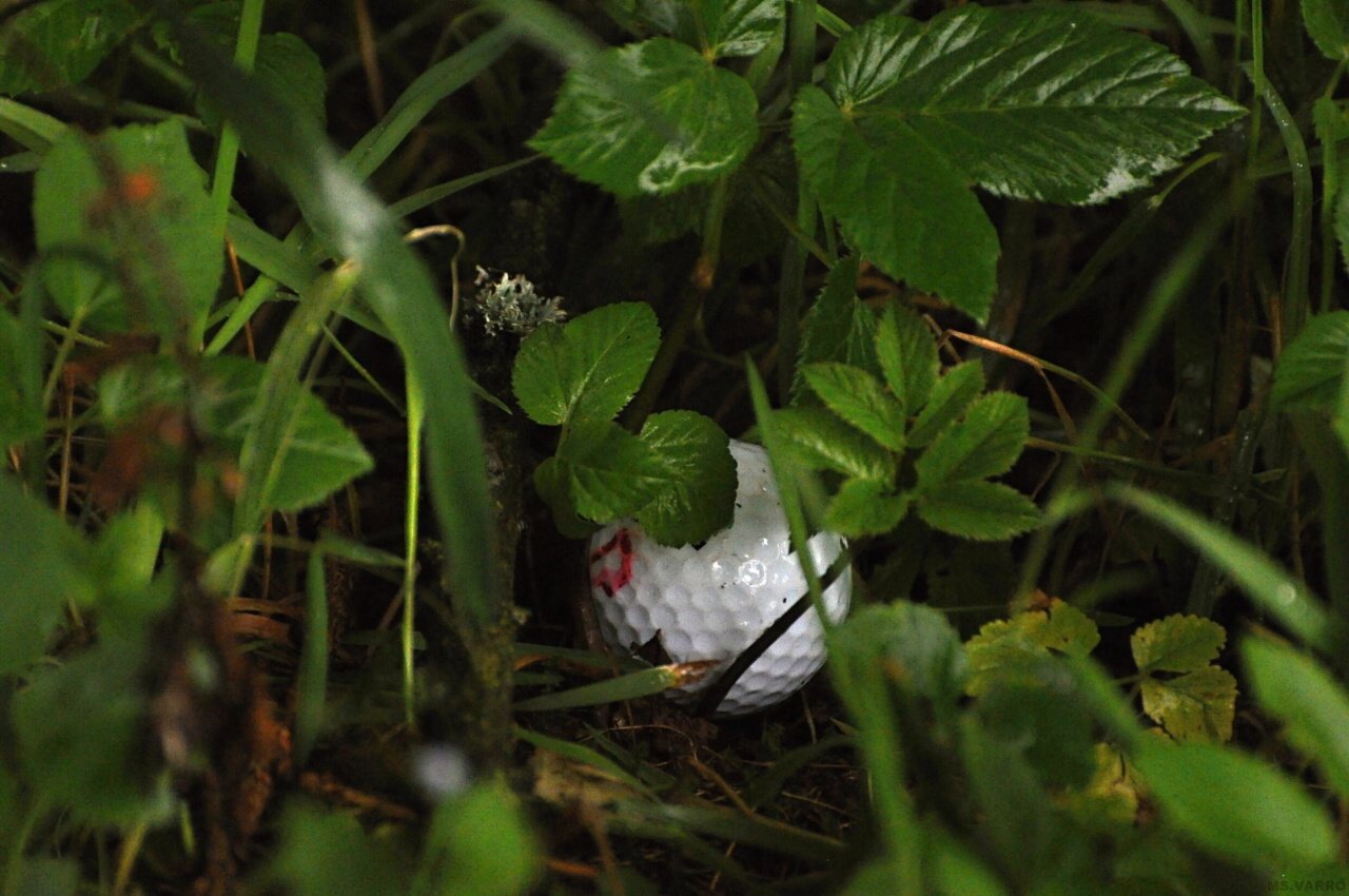 PDGC 2010 66